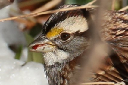 White-throated Sparrow - ML614817900