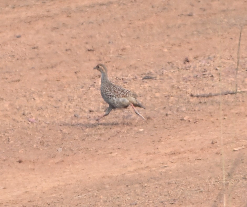 Gray Francolin - Anurag Mishra