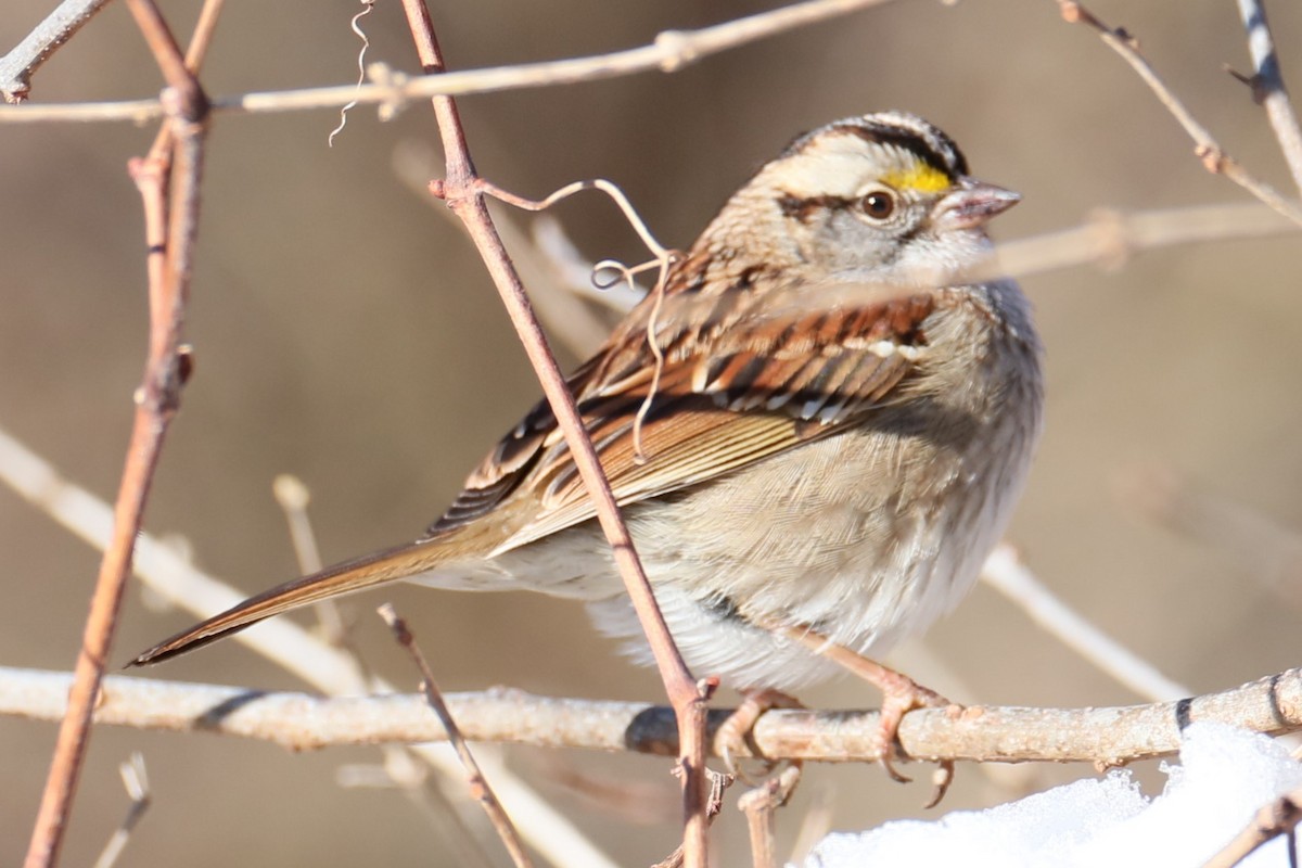 White-throated Sparrow - ML614817906