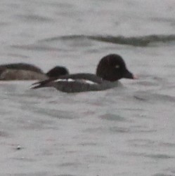 Common Goldeneye - ML614817909