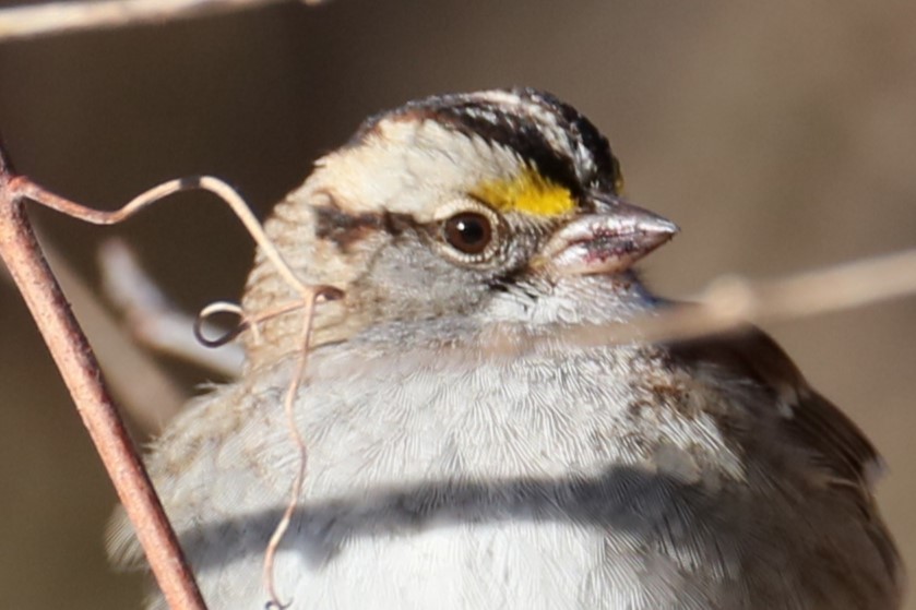 White-throated Sparrow - ML614817911