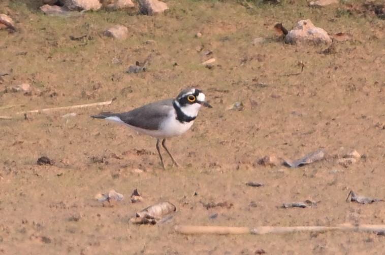 Little Ringed Plover - ML614817947