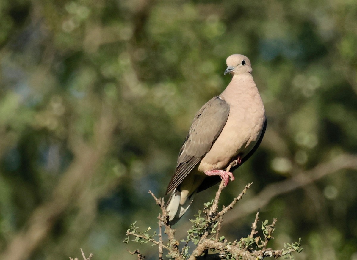 Eared Dove - ML614817963