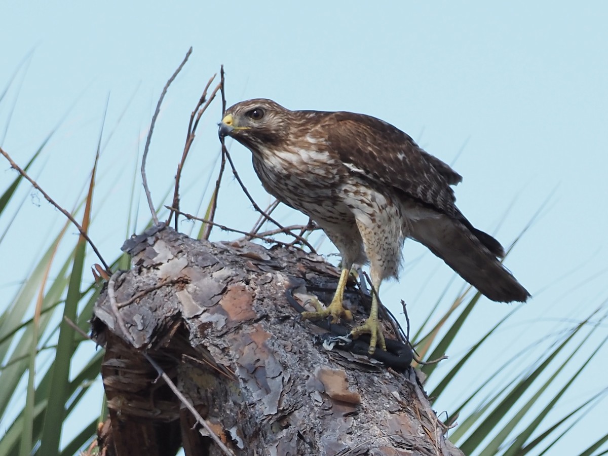 Red-shouldered Hawk - John LeClaire