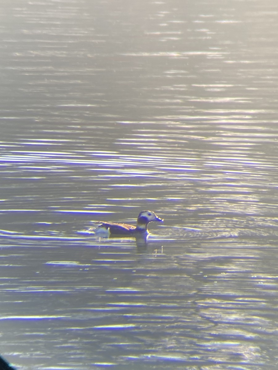 Long-tailed Duck - ML614818040