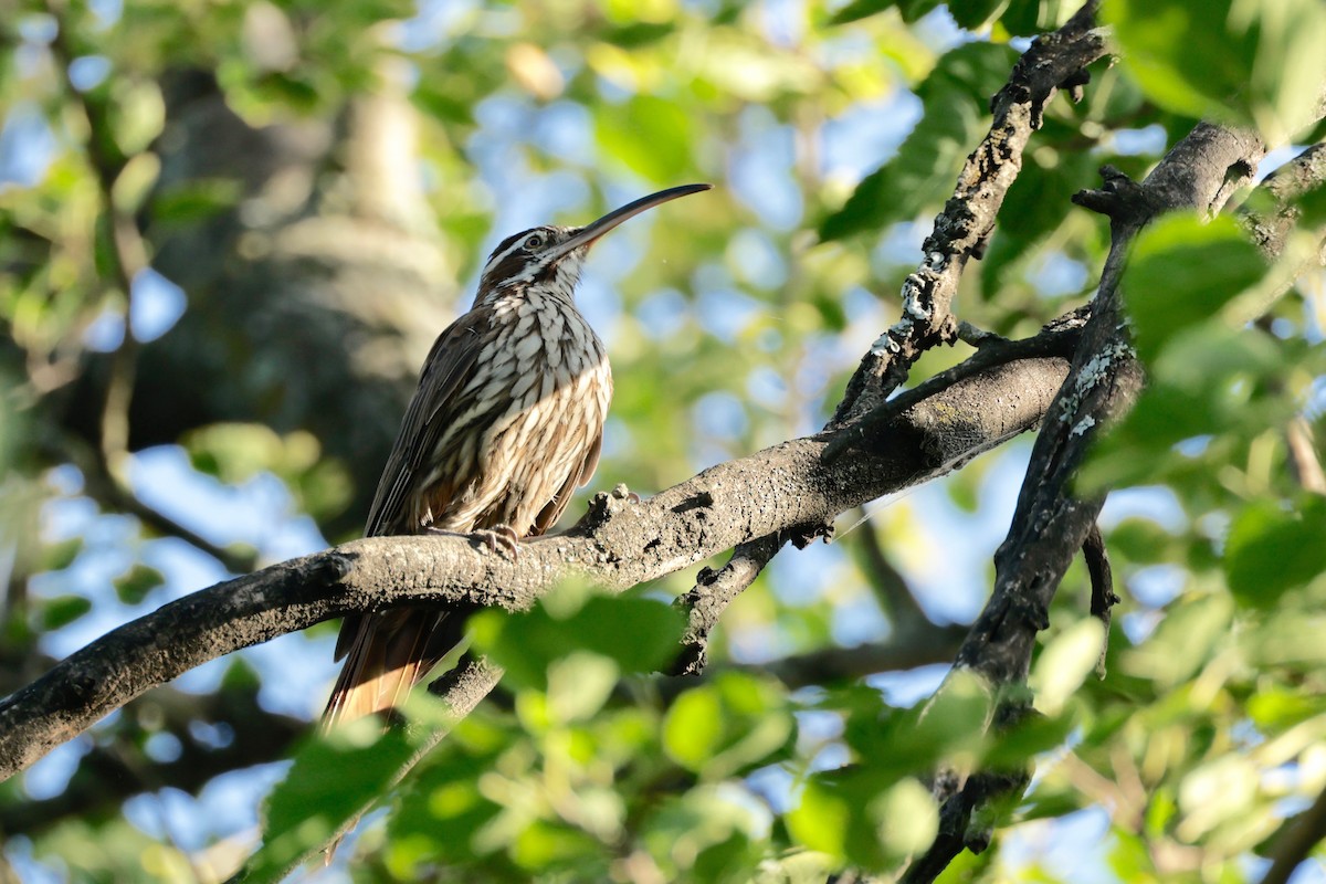 Scimitar-billed Woodcreeper - ML614818060