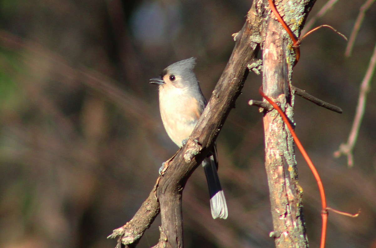 Tufted Titmouse - ML614818091