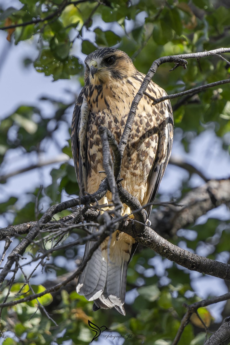 Harris's Hawk - ML614818092