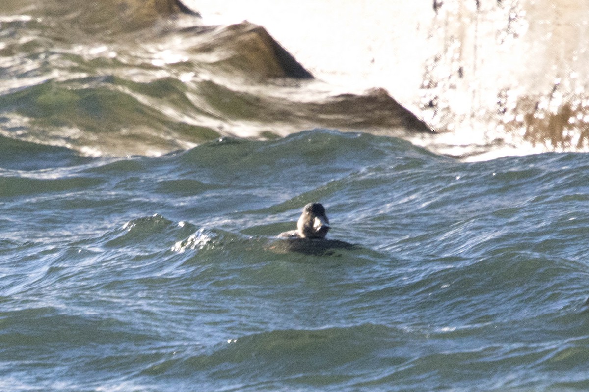 Common Scoter - ML614818099