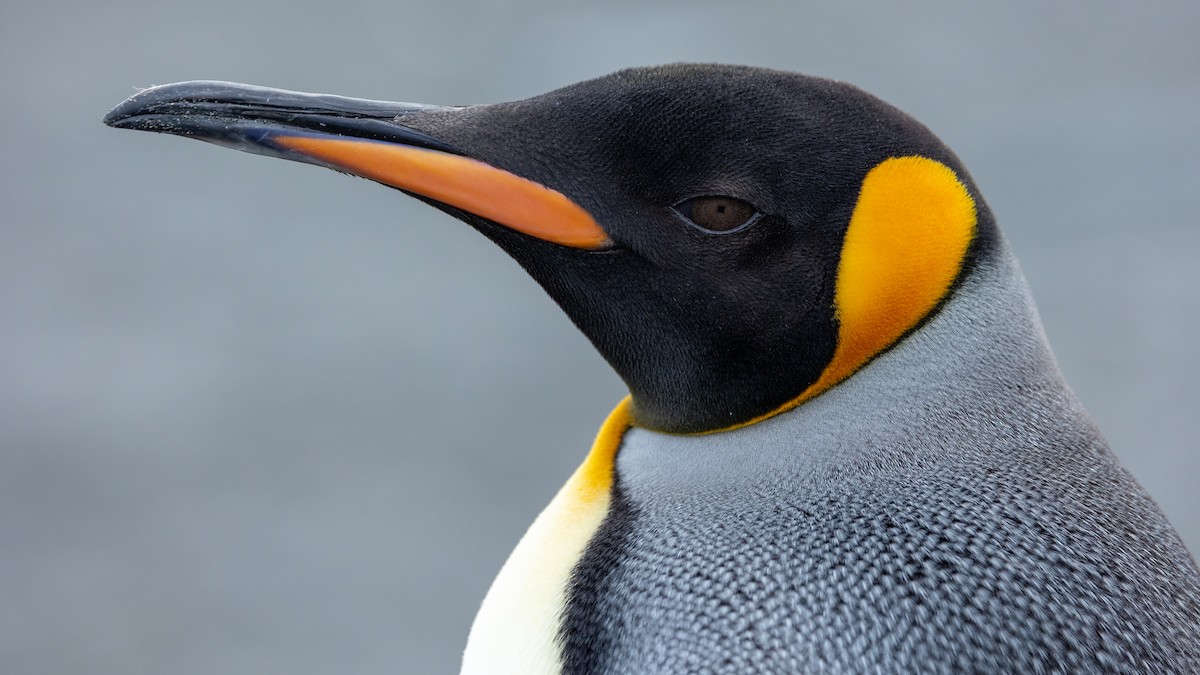Королевский пингвин - ML614818144