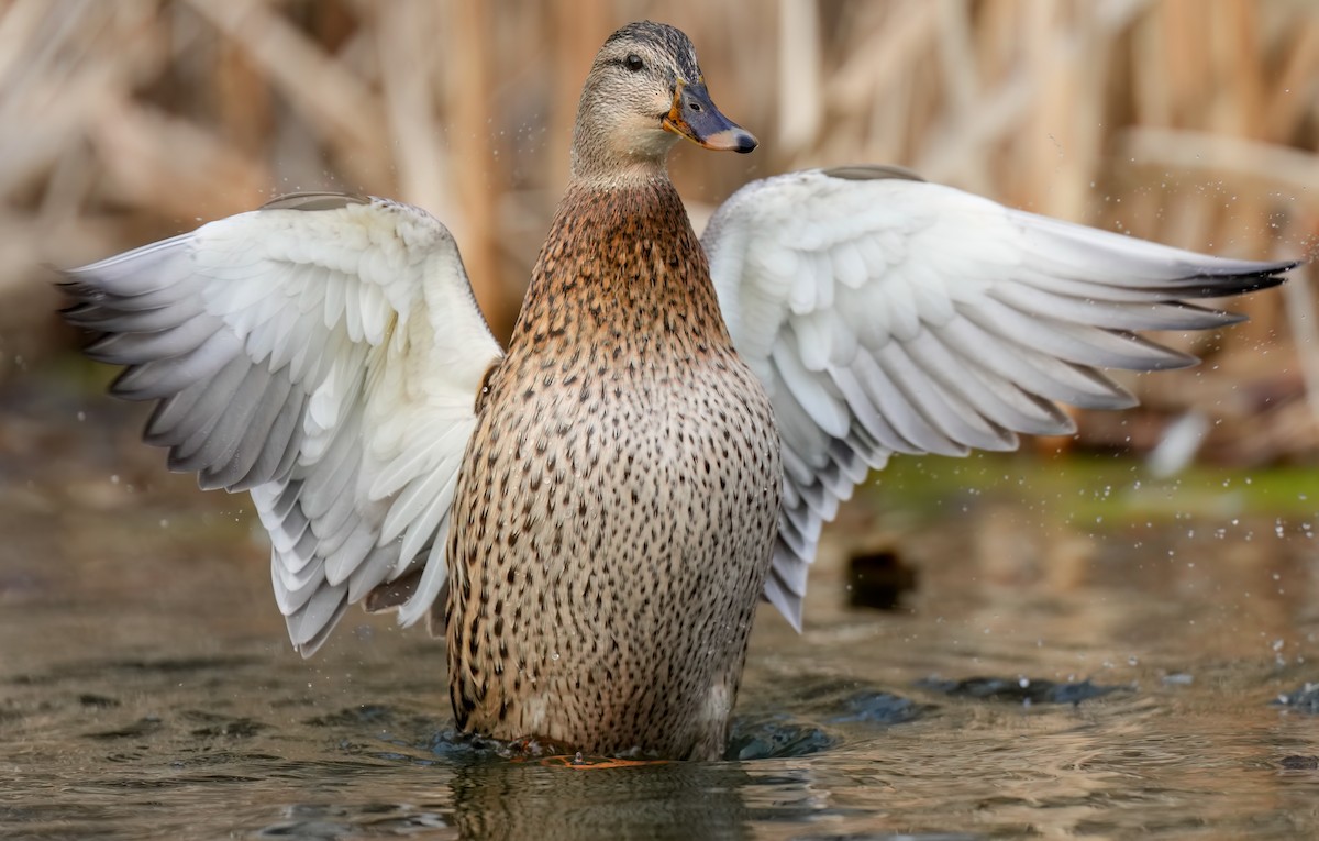 Mallard - Zachary Vaughan