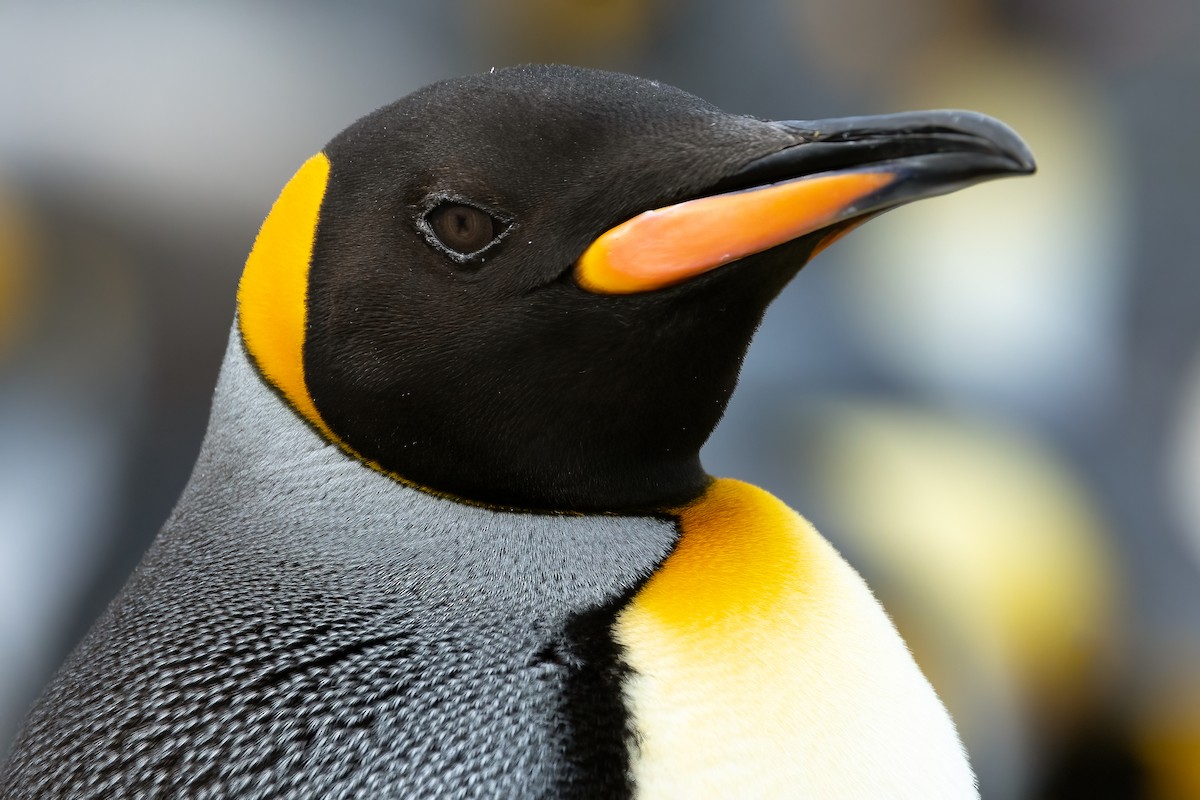 King Penguin - Daniel Danckwerts (Rockjumper Birding Tours)