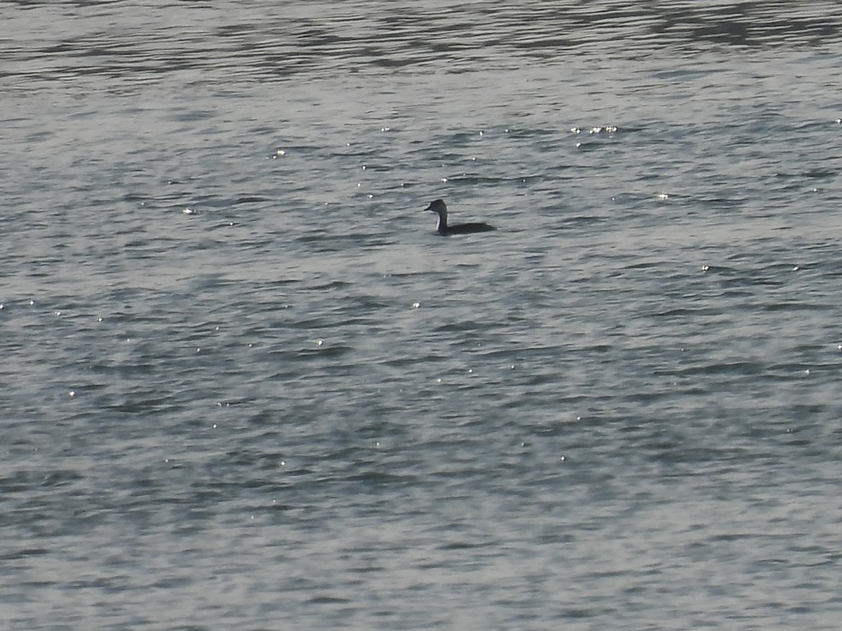 Horned Grebe - ML614818223