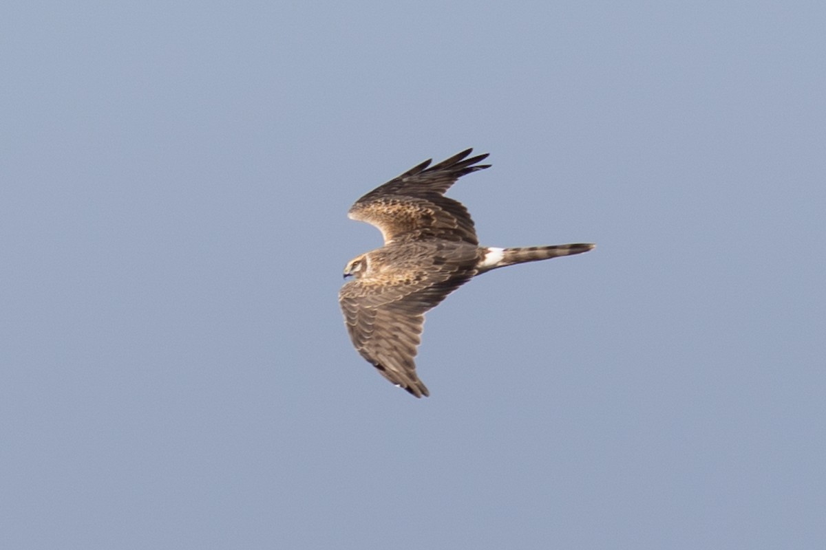 Pallid Harrier - ML614818231