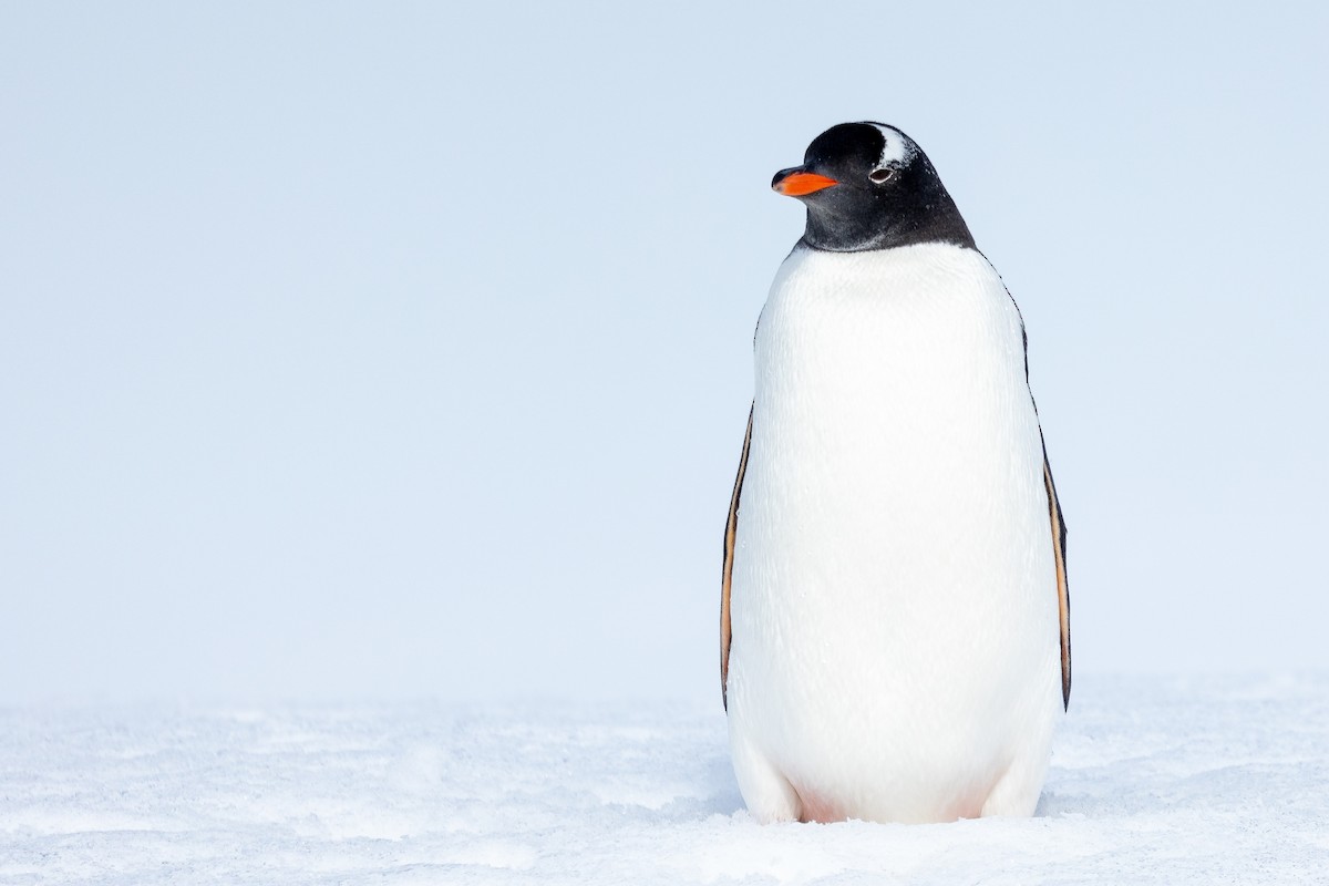 Gentoo Penguin - ML614818259