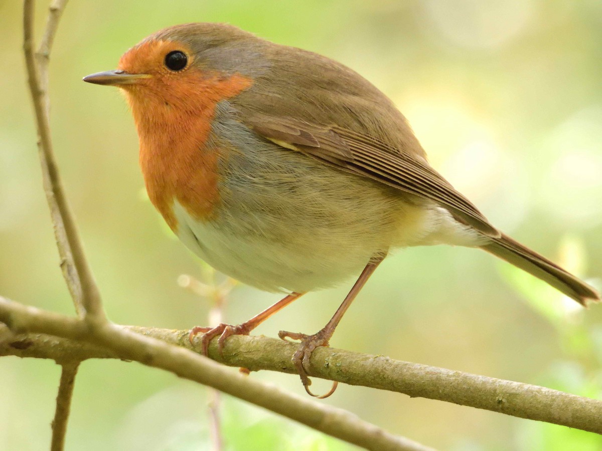 European Robin - ANDRÉS SERRANO LAVADO