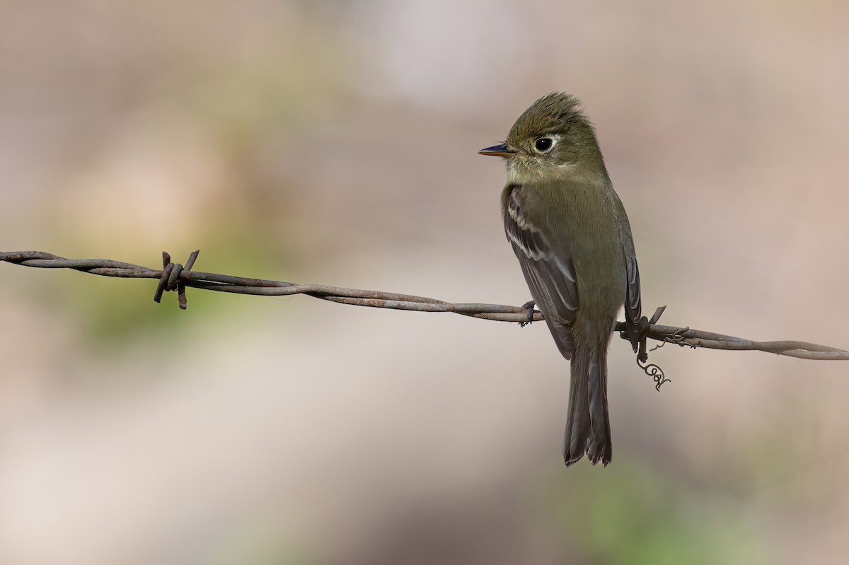 Western Flycatcher (Pacific-slope x Cordilleran Flycatcher) - ML614818405