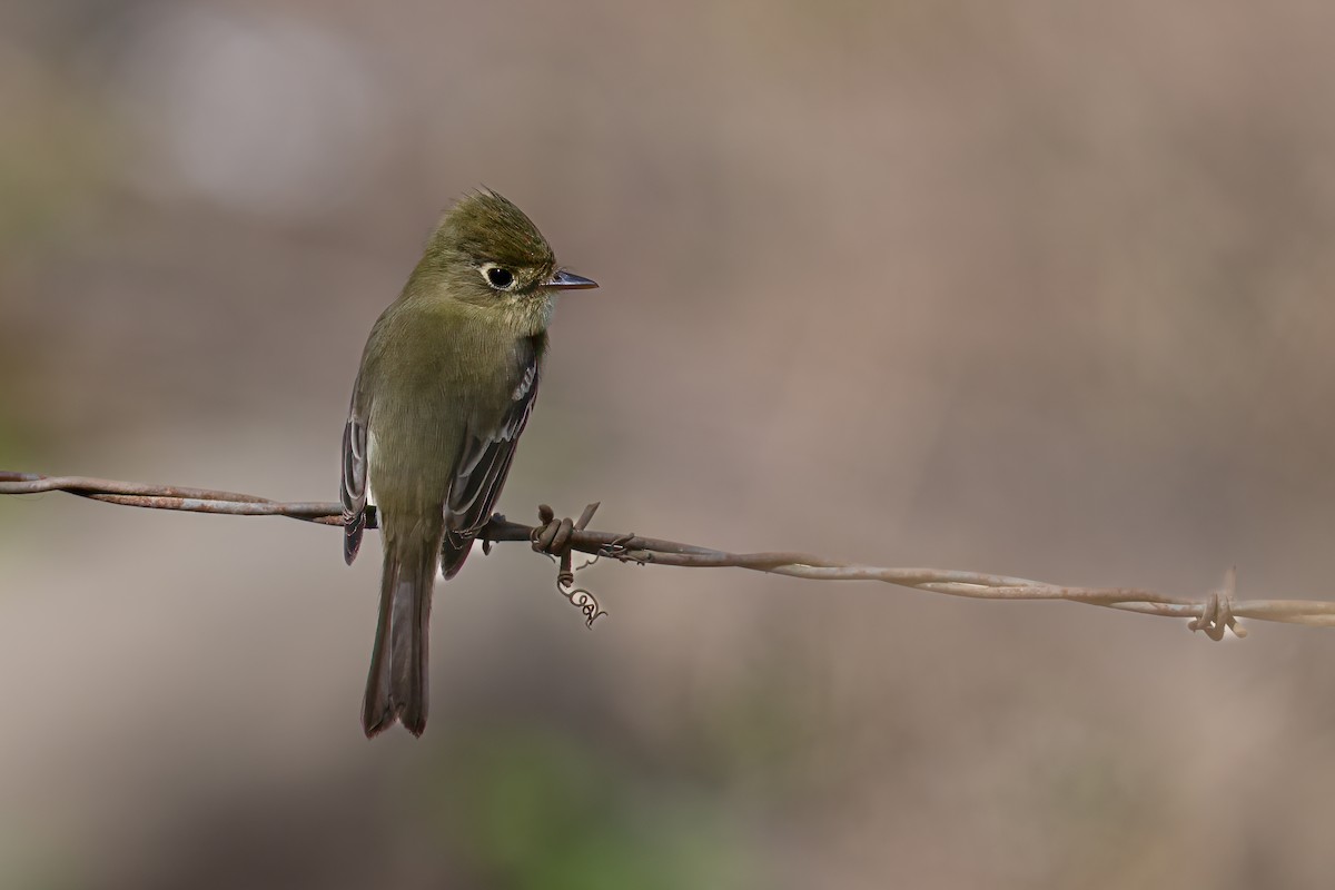 Western Flycatcher (Pacific-slope x Cordilleran Flycatcher) - ML614818406