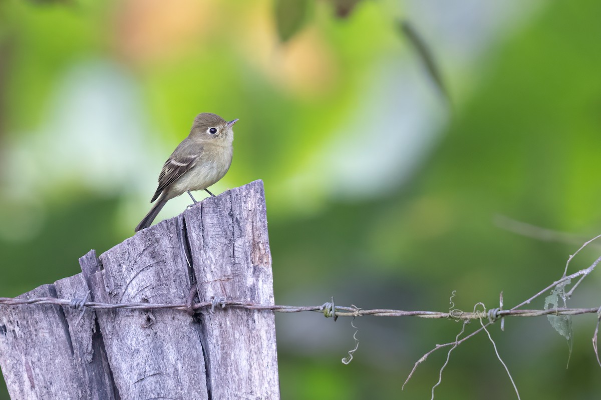 Western Flycatcher (Pacific-slope x Cordilleran Flycatcher) - ML614818409
