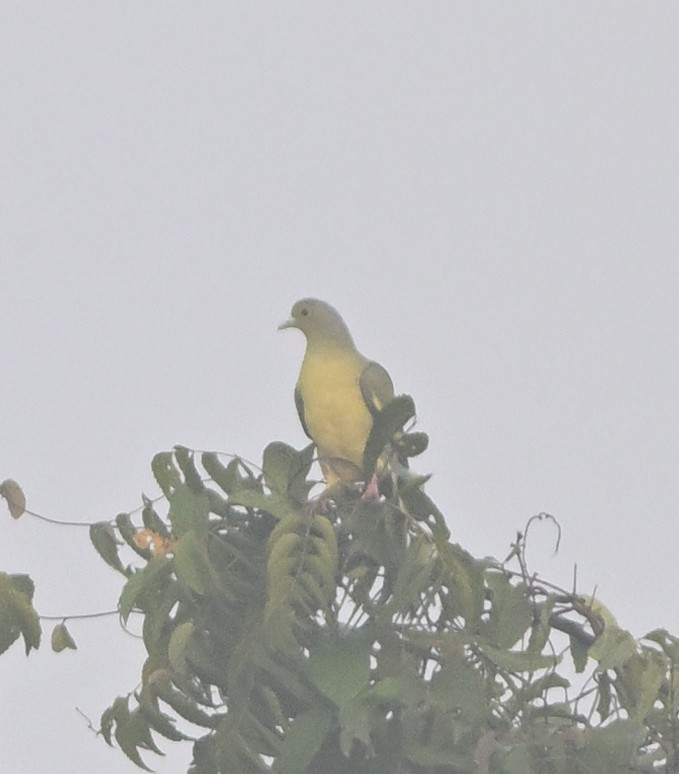 Orange-breasted Green-Pigeon - Anurag Mishra