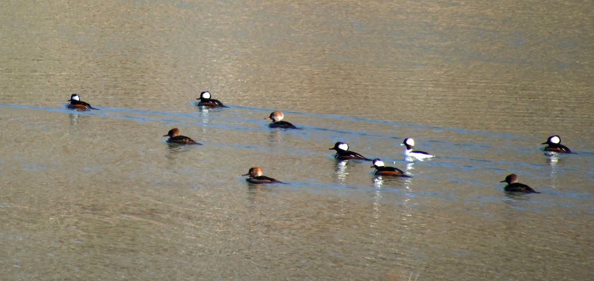 Bufflehead - Sharon Hirsch