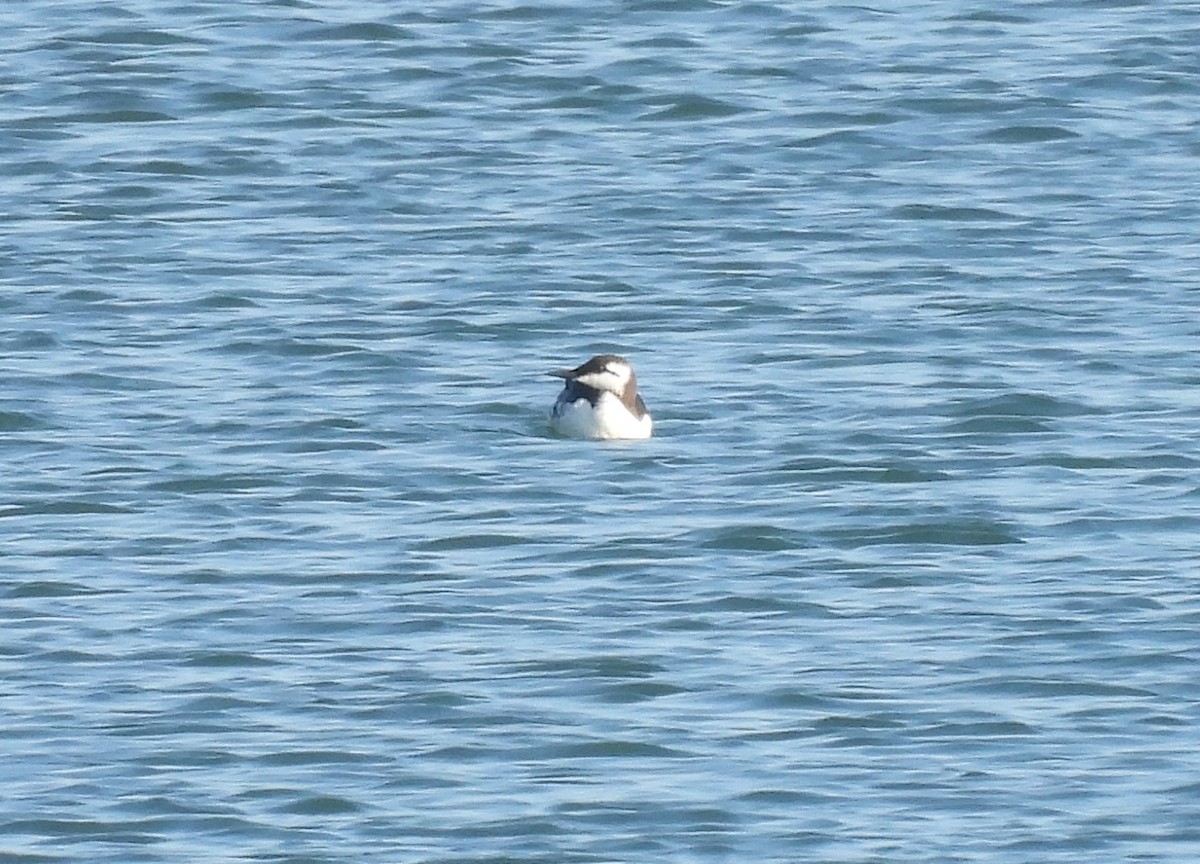 Common Murre - Dani G. Jambrina