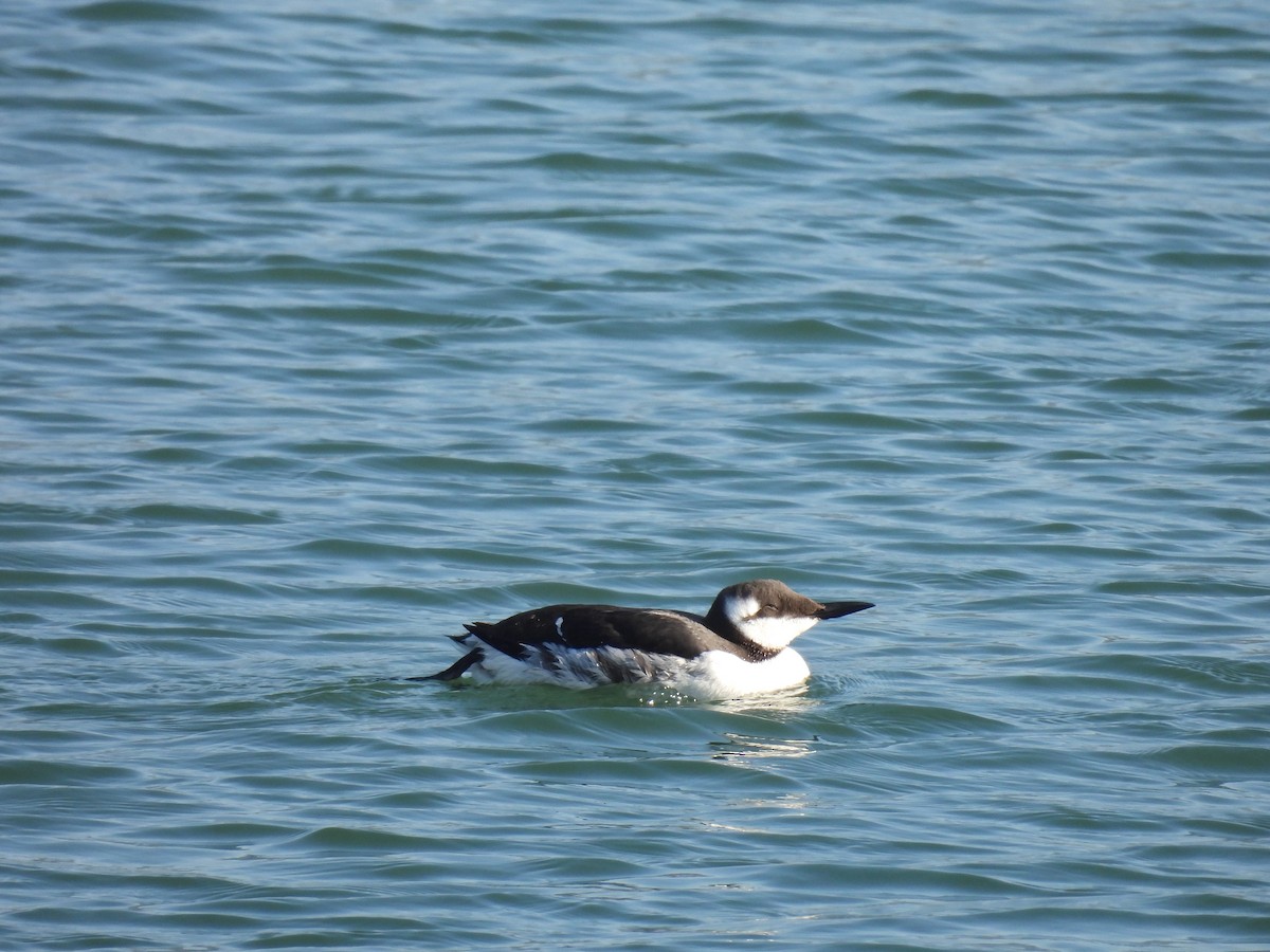 Common Murre - ML614818506