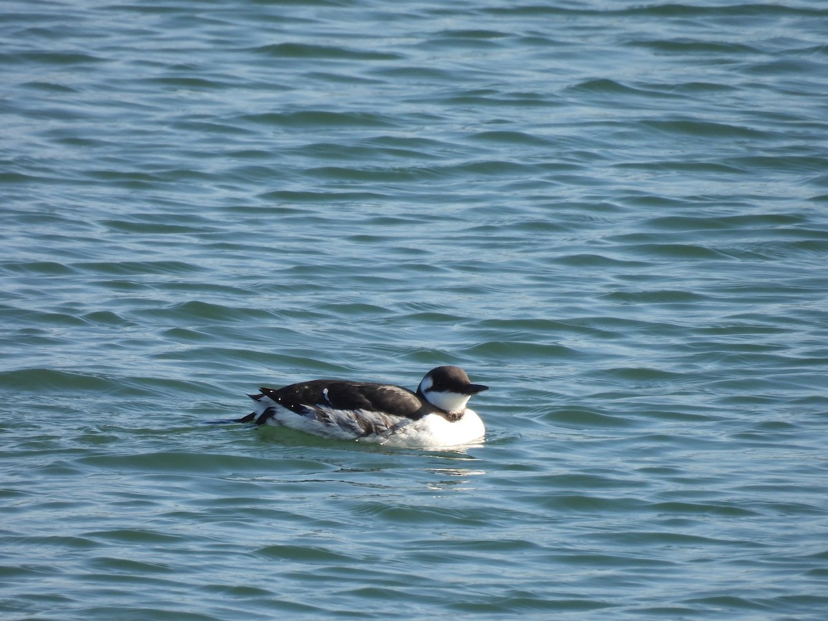 Common Murre - Dani G. Jambrina