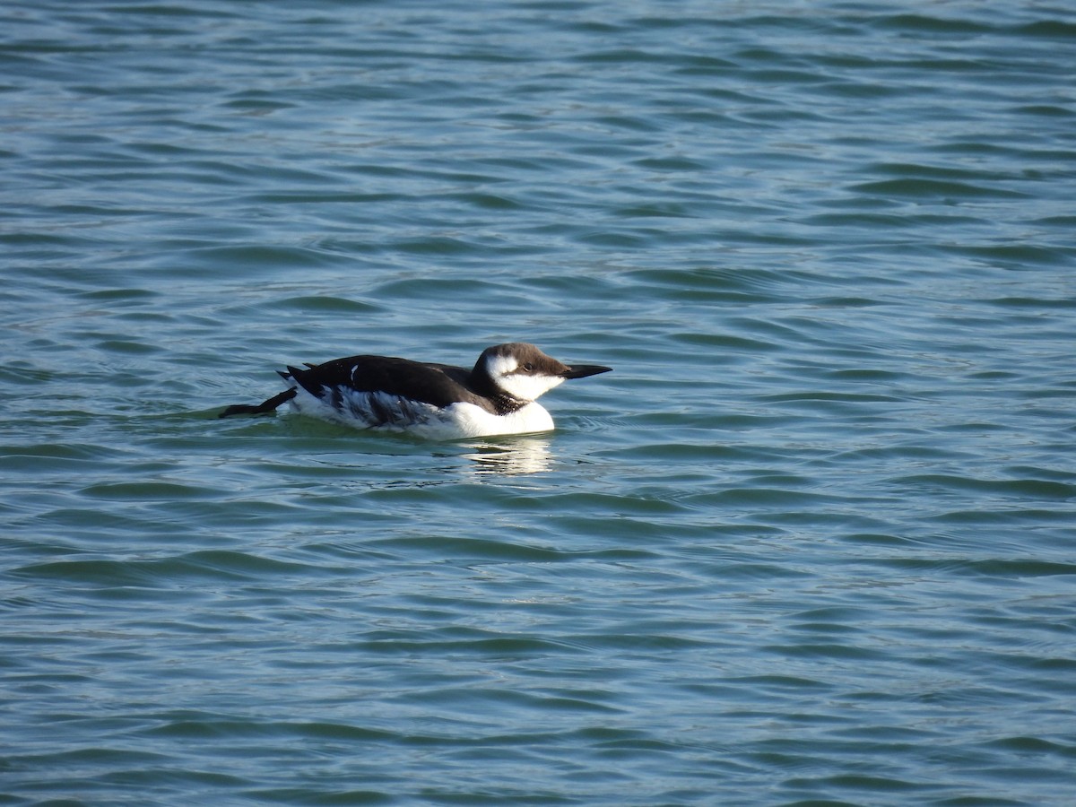 Common Murre - Dani G. Jambrina