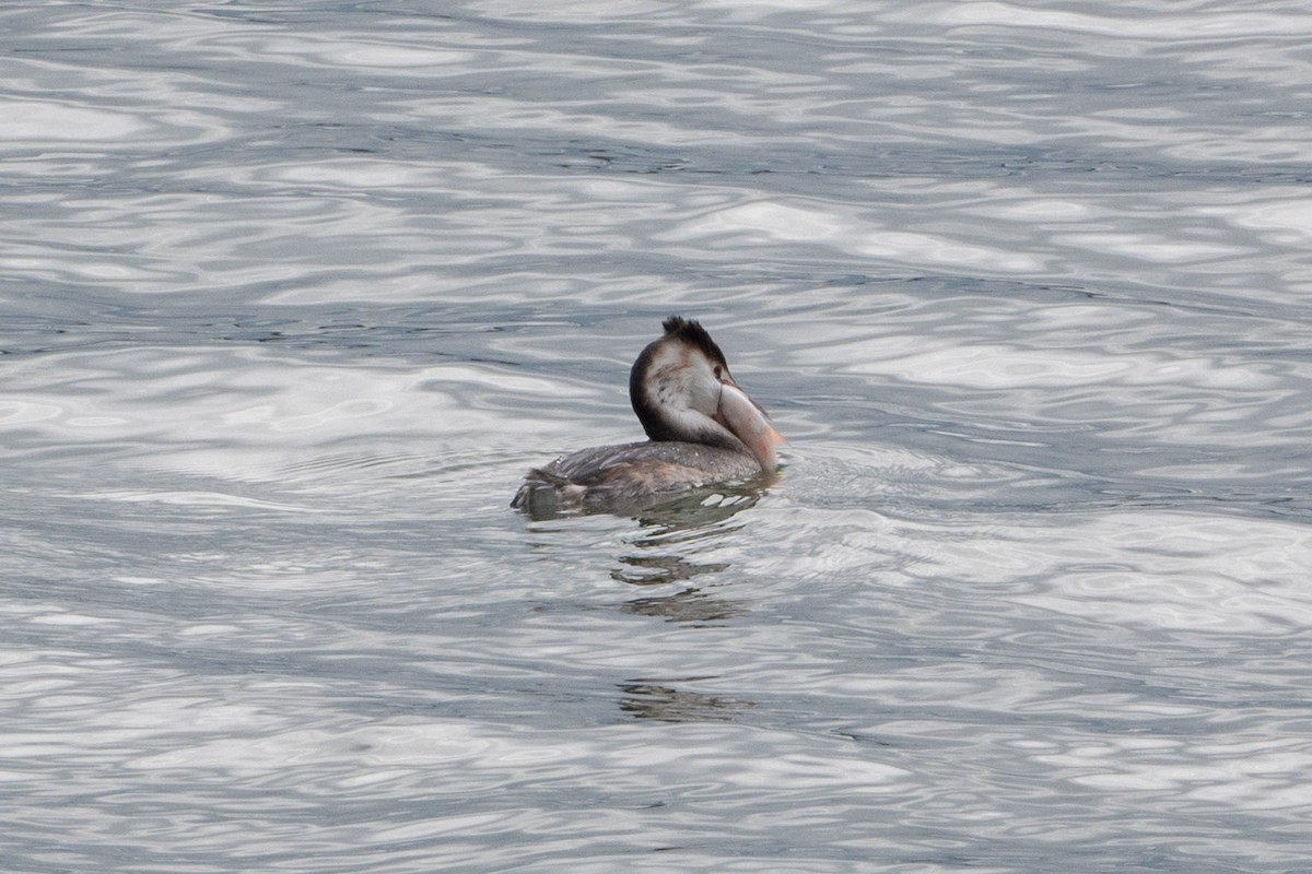 Great Crested Grebe - ML614818557