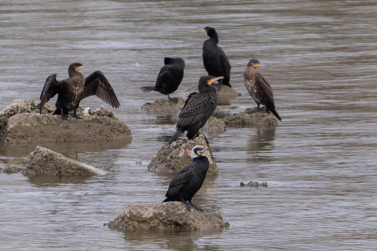 Great Cormorant - ML614818573