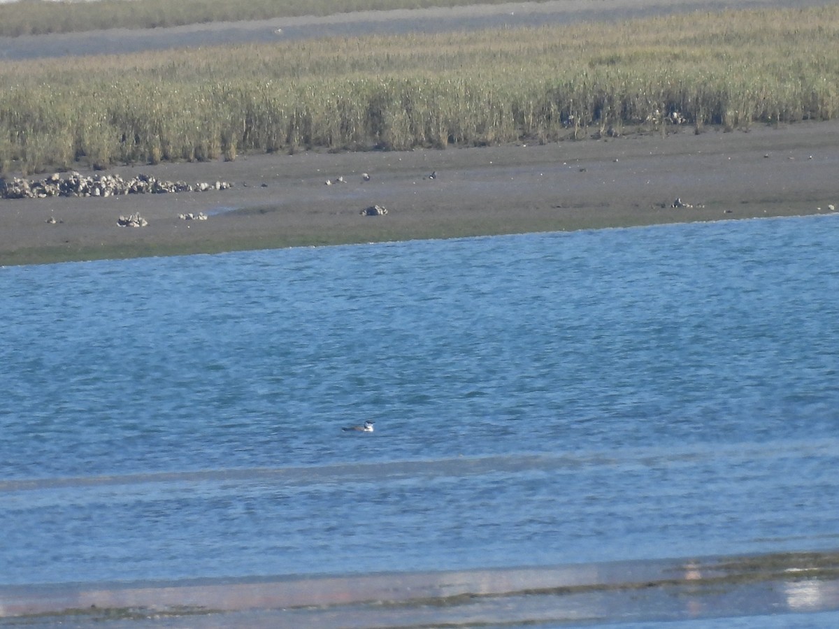 Common Murre - Dani G. Jambrina