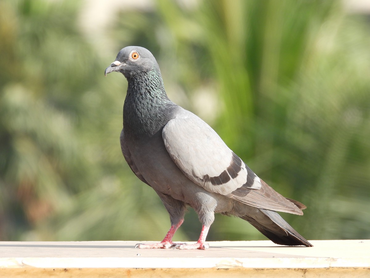 Rock Pigeon (Feral Pigeon) - ML614818634