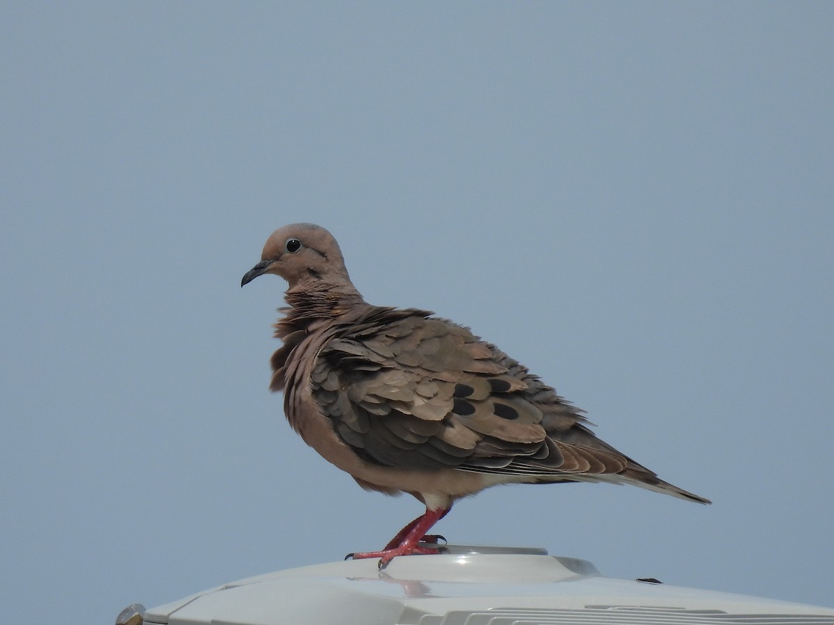 Eared Dove - ML614818669