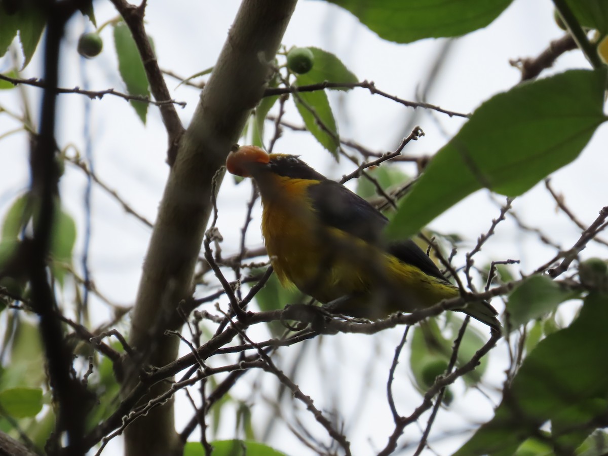 Violaceous Euphonia - ML614818743