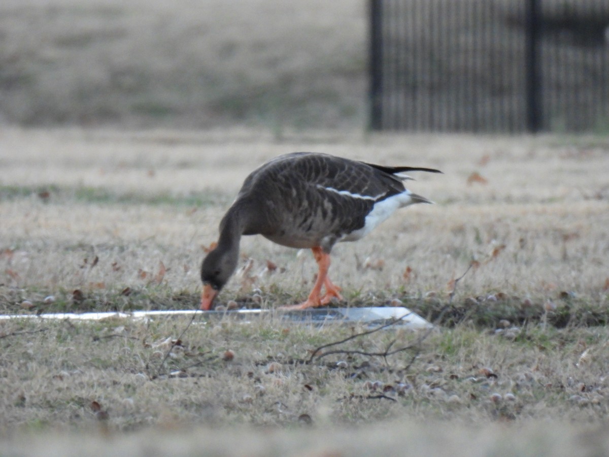 Greater White-fronted Goose - ML614818803