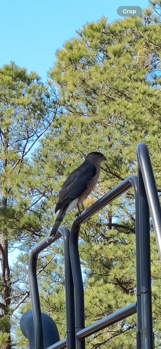 Cooper's Hawk - ML614818850