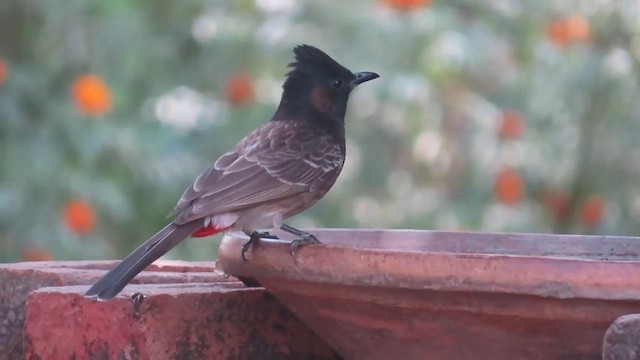 Bulbul à ventre rouge - ML614818886