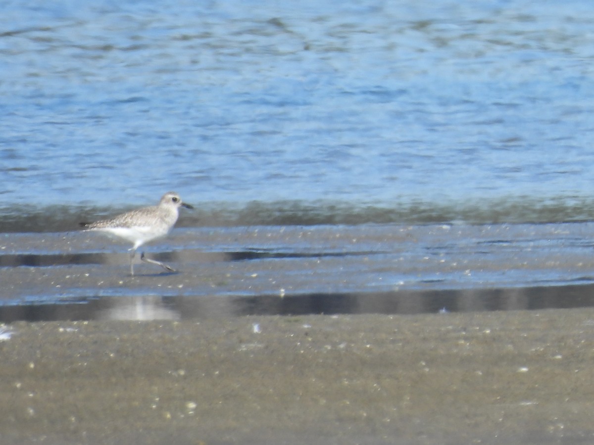 Black-bellied Plover - ML614818896