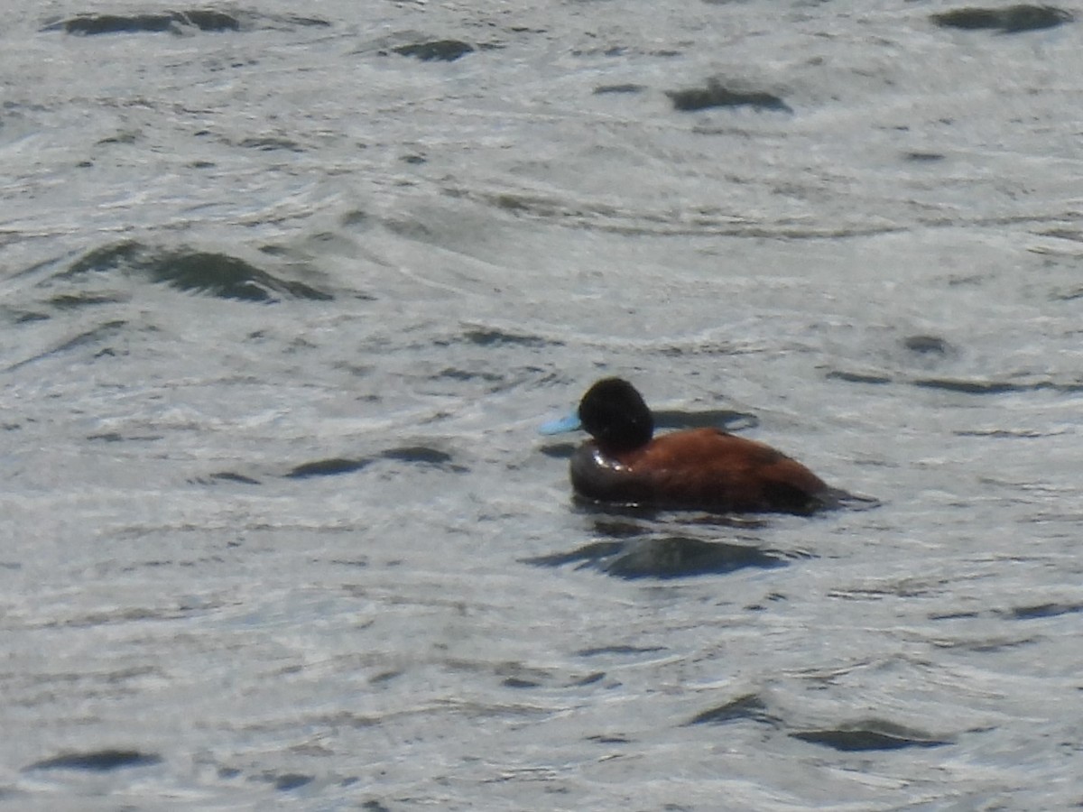 Andean Duck (ferruginea) - ML614818919