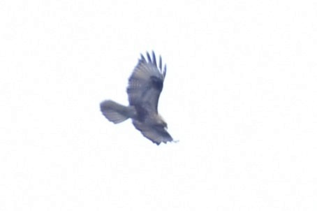 Eastern Buzzard - FAN-YI CHAN