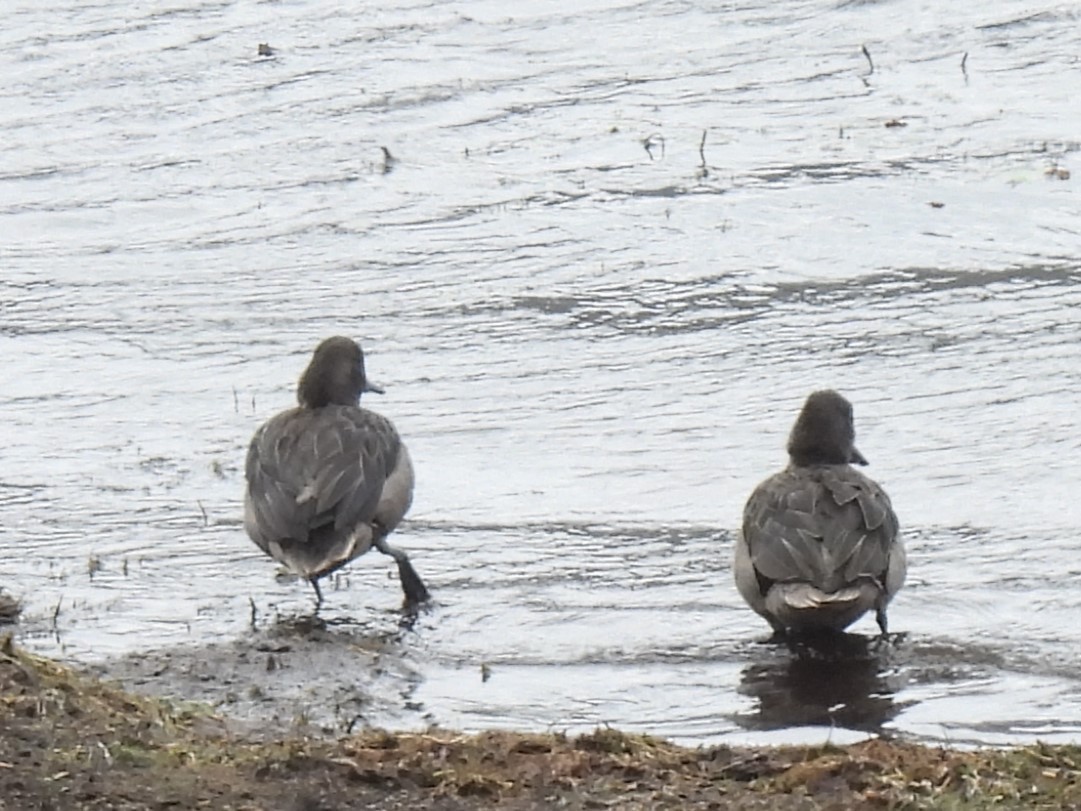 Andean Teal (Andean) - ML614818928