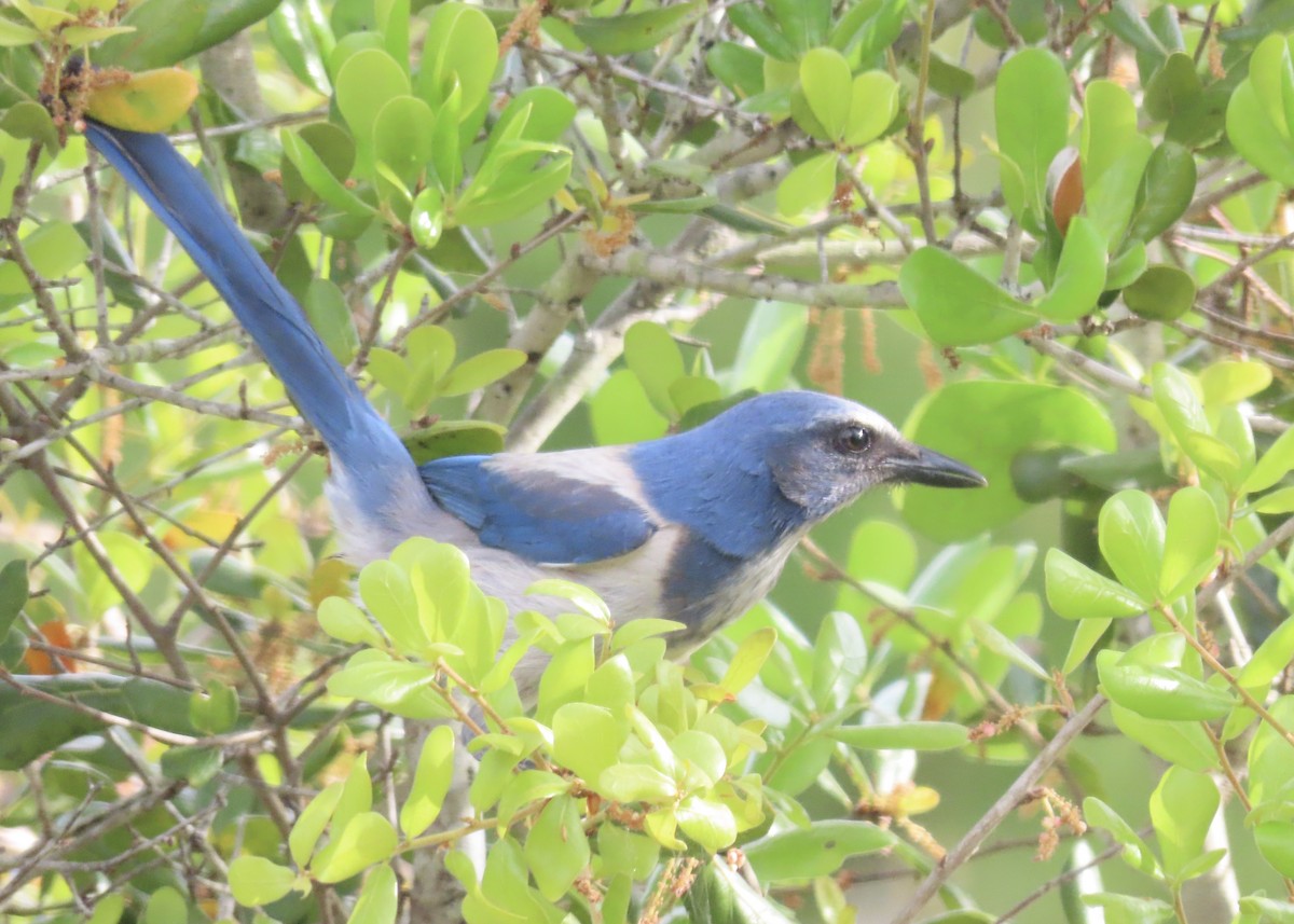 Florida Scrub-Jay - Pete Grannis