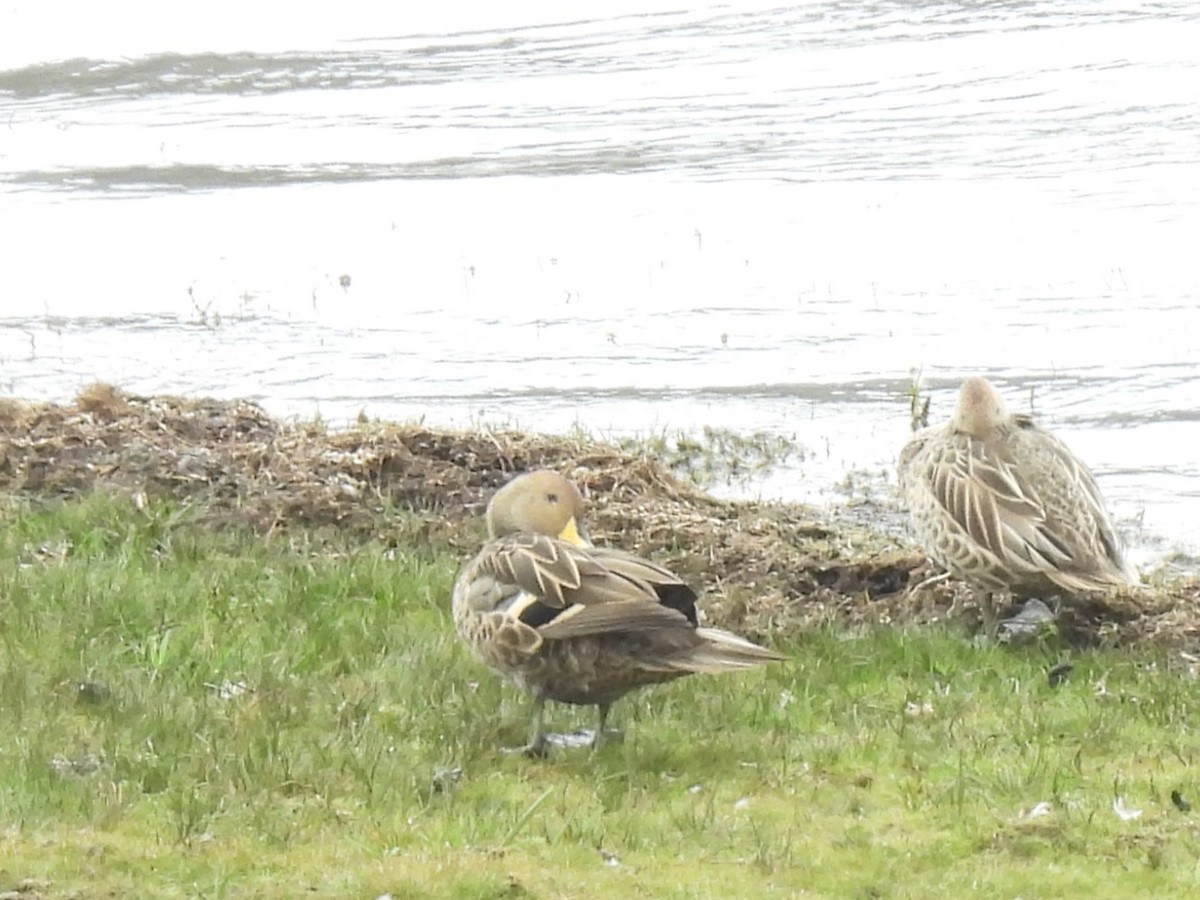 Yellow-billed Pintail (South American) - Buck Lee