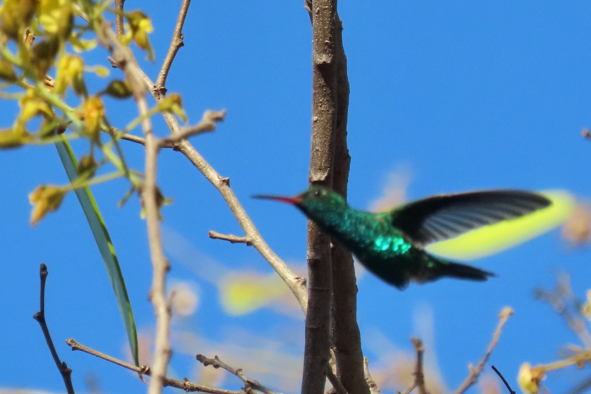 Blue-vented Hummingbird - ML614819083