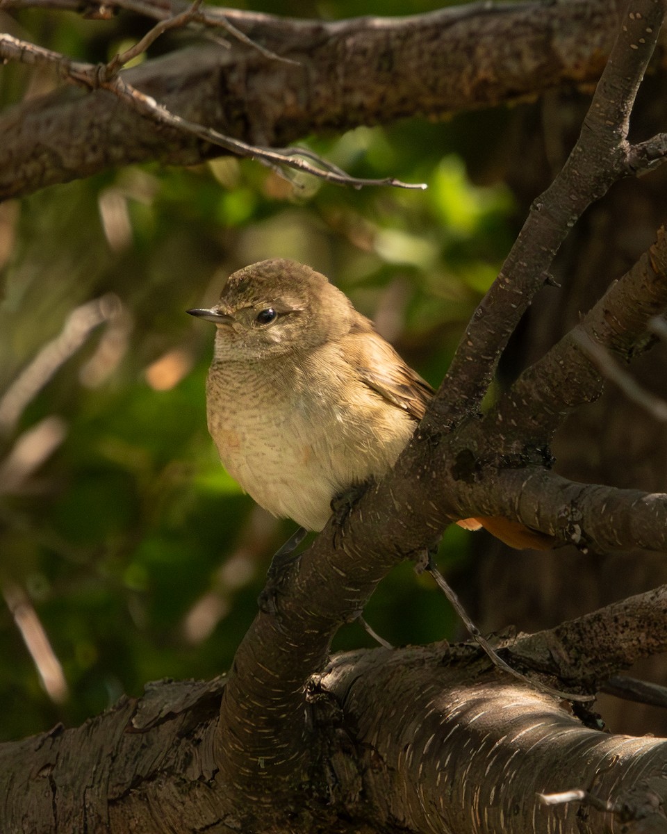 Sharp-billed Canastero - ML614819092