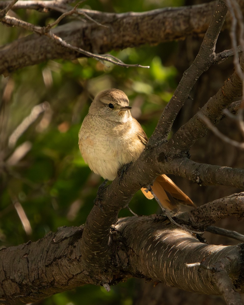 Sharp-billed Canastero - ML614819093