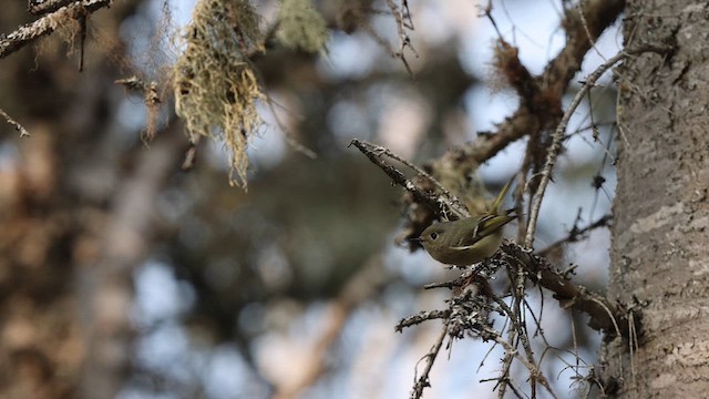 Ruby-crowned Kinglet - ML614819209