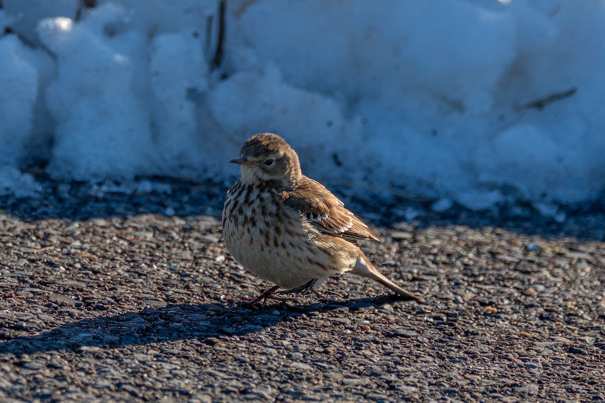 Pipit d'Amérique - ML614819315