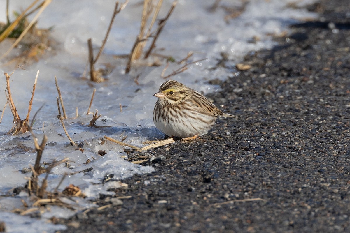 Savannah Sparrow - Peter Kwiatek